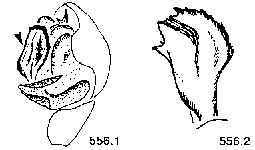 {short description of image}