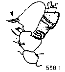 {short description of image}