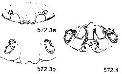 {short description of image}