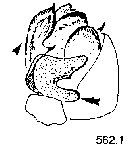 {short description of image}