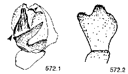 {short description of image}