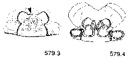 {short description of image}