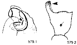 {short description of image}