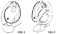 {short description of image}