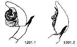 {short description of image}