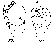 {short description of image}