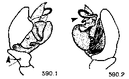 {short description of image}