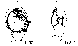 {short description of image}