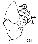 {short description of image}