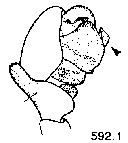 {short description of image}