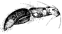 {short description of image}