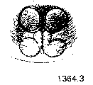 {short description of image}