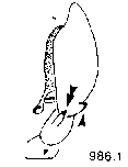{short description of image}