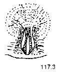 {short description of image}