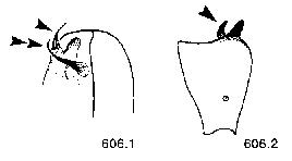 {short description of image}