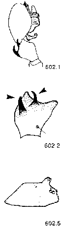 {short description of image}