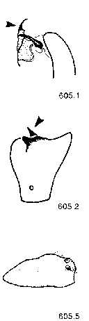 {short description of image}