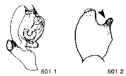 {short description of image}