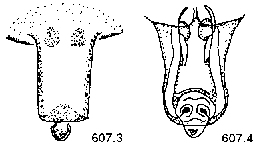 {short description of image}