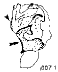{short description of image}