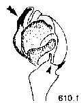 {short description of image}