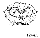 {short description of image}