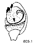{short description of image}