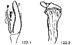 {short description of image}
