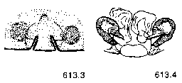 {short description of image}