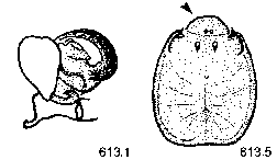 {short description of image}