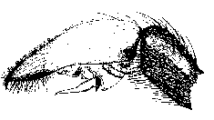 {short description of image}
