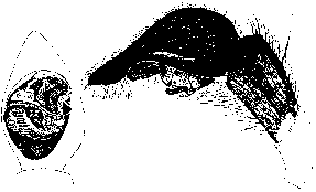 {short description of image}