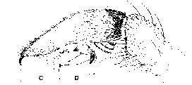 {short description of image}