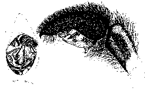 {short description of image}