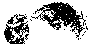 {short description of image}