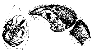 {short description of image}