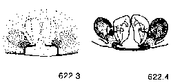 {short description of image}