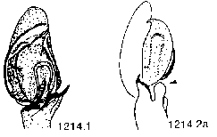 {short description of image}