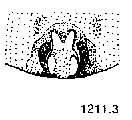 {short description of image}