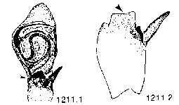 {short description of image}