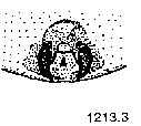 {short description of image}