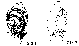 {short description of image}