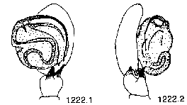 {short description of image}