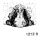 {short description of image}