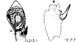 {short description of image}
