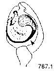 {short description of image}