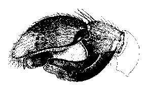 {short description of image}