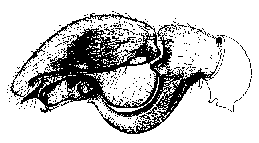 {short description of image}