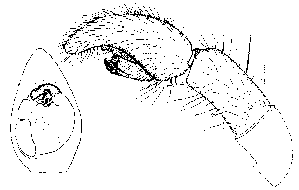 {short description of image}