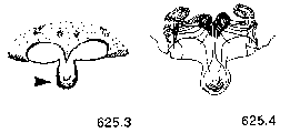 {short description of image}